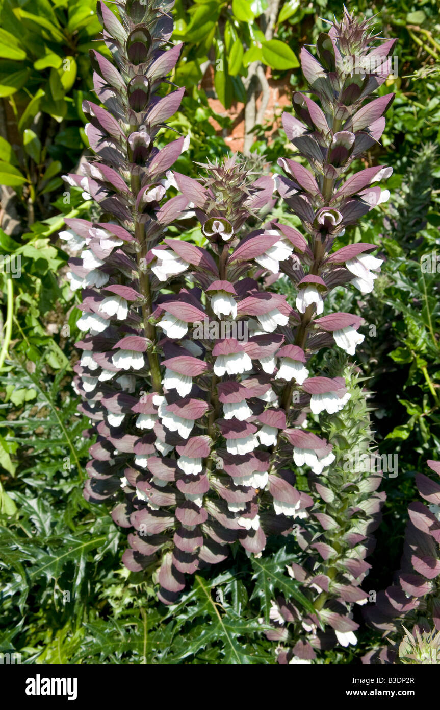 Acanthus spinous `Bear's Breeches` Stock Photo - Alamy